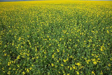 合作越狱游戏《逃出生天》销量突破900万套