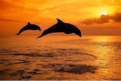 《DOTA2》PGL瓦拉几亚S1 Spirit 3-2 XG夺冠